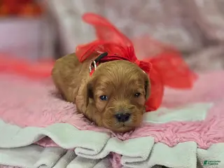 Cavapoo dogs Turquosie - Ad 21