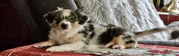 Miniature Australian Shepherd dogs for sale: Miniature Australian Shepherd Puppy 2 - Ad 5
