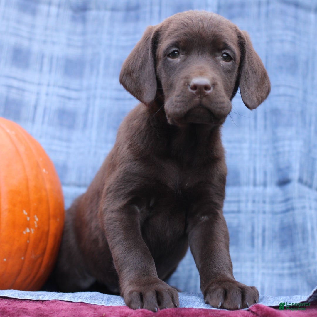 Labrador Retriever dogs for sale: Jenna  - Ad 3