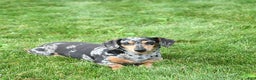 Miniature Dachshund dogs for sale: Beau - Ad 7