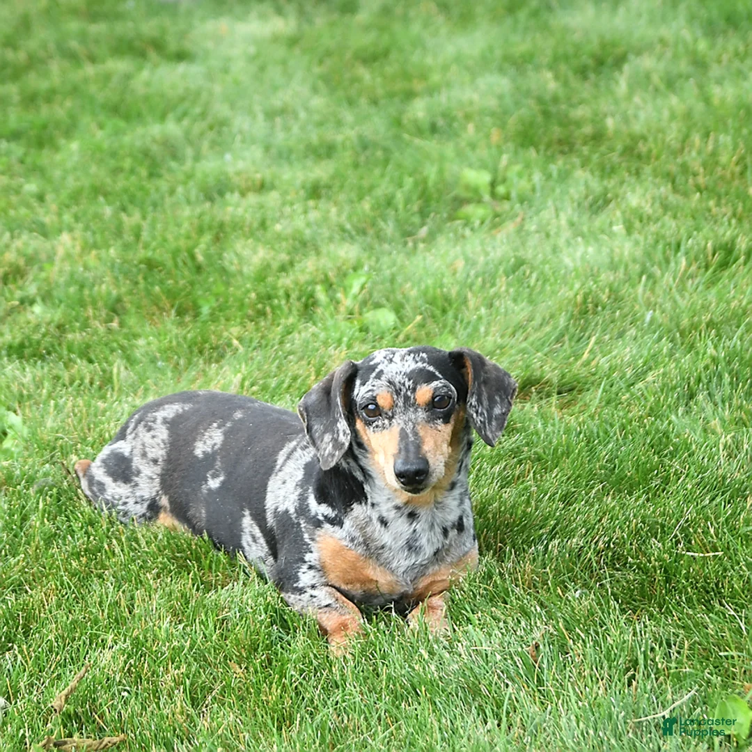 Miniature Dachshund dogs for sale: Brody - Ad 17