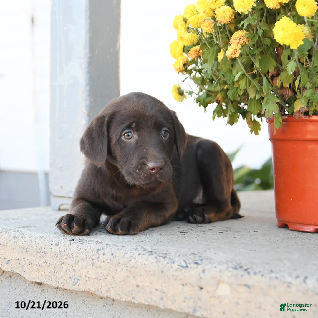 Labrador Retriever dogs for sale: Lottie - Ad 3