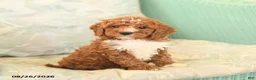 Cavapoo dogs for sale: Fancy - Ad 4