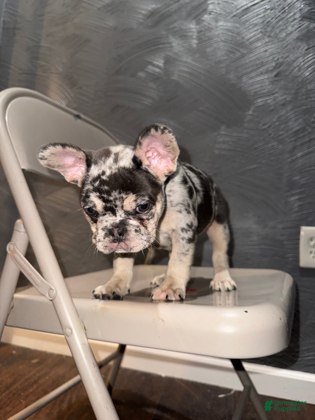 French Bulldog dogs for sale: French Bulldog Puppy 1 - Ad 2