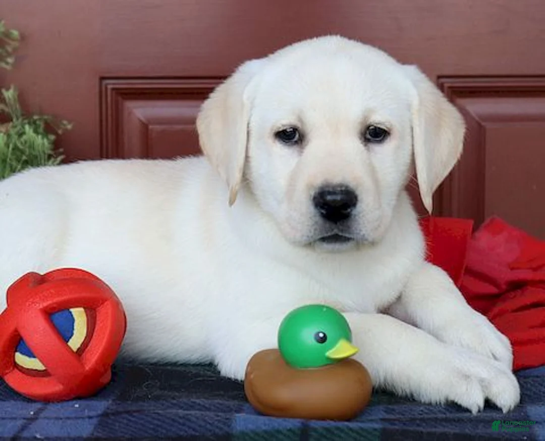 Labrador Retriever dogs for sale: Daisy - Ch lines -Special price - Ad 4