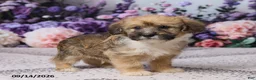Corgipoo dogs for sale: Ronny - Ad 4
