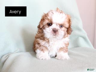 Shih Tzu dogs Avery - Ad 19