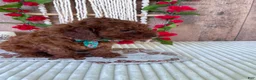 Mini Goldendoodle dogs for sale: Mr. Sunshine - Ad 5
