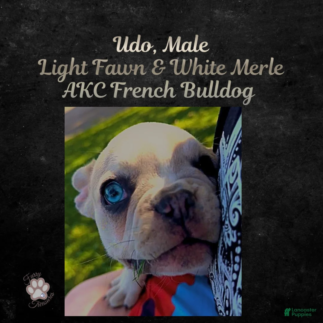 French Bulldog dogs for sale: Udo “Black”Collar, Male - Ad 1