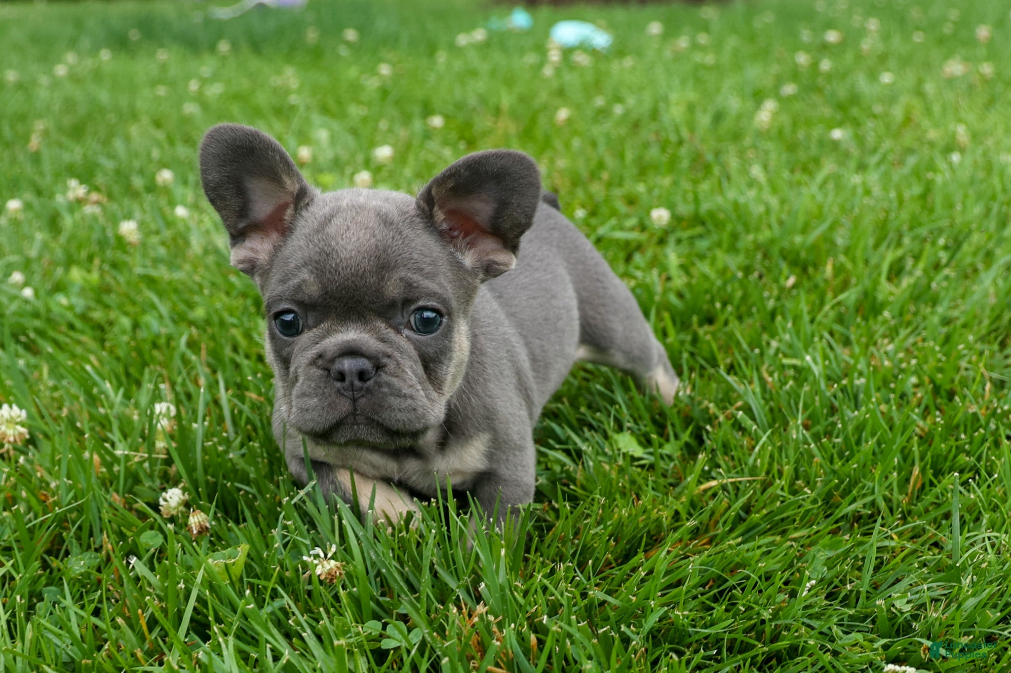 French Bulldog dogs Kilo  - Ad 1