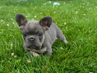 French Bulldog dogs for sale: Kilo - Ad 1