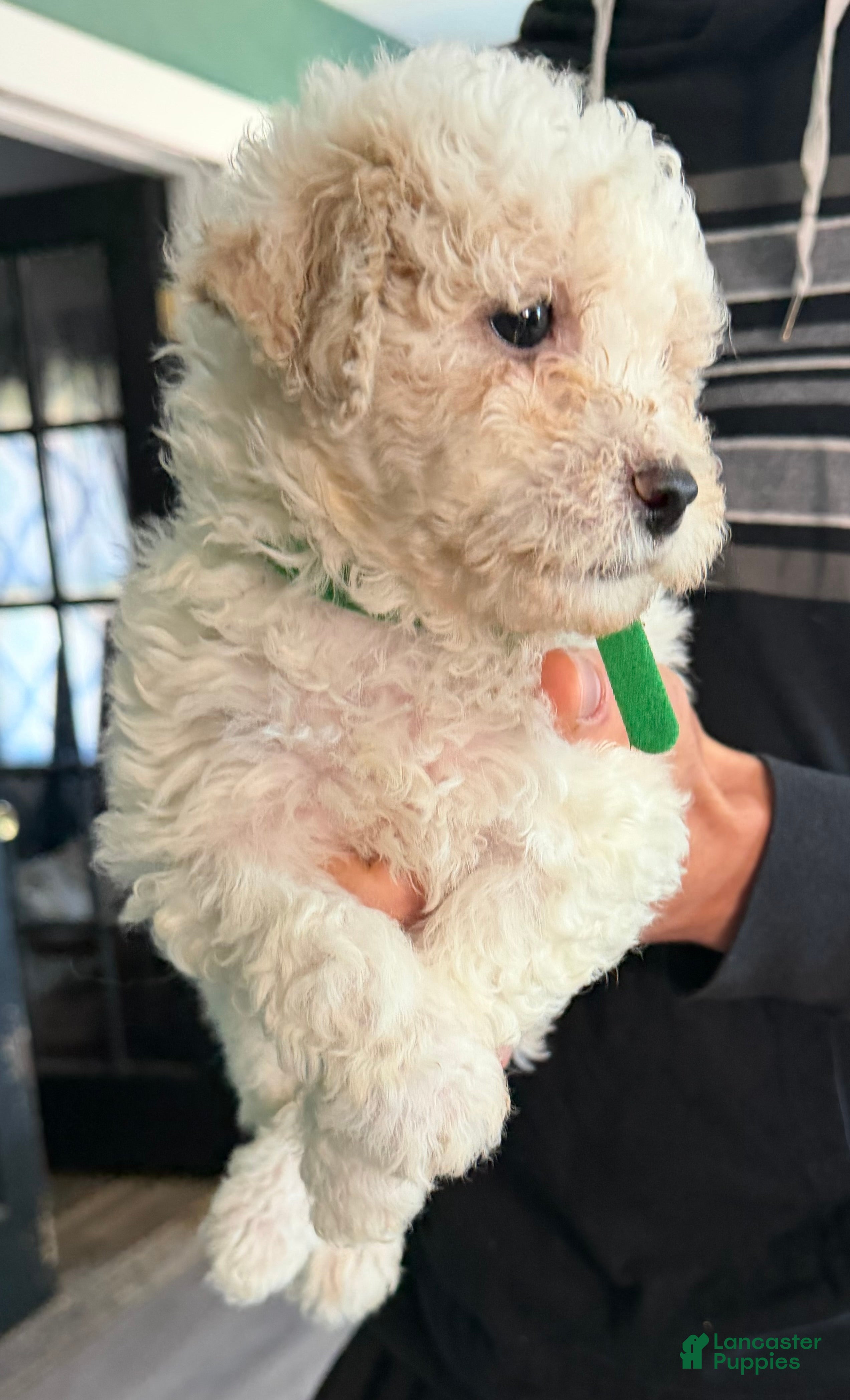 Bichpoo dogs Bentley - Ad 2