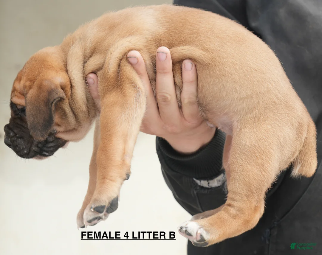 Cane Corso dogs for sale: Female 4 Litter B - Ad 2