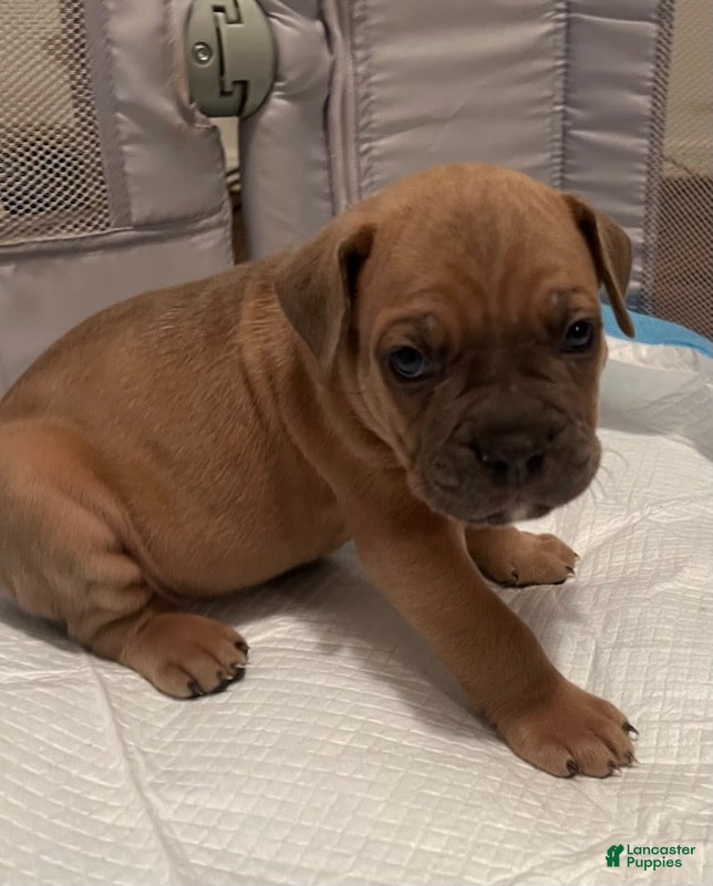 Cane Corso dogs Boy 2 - Ad 1