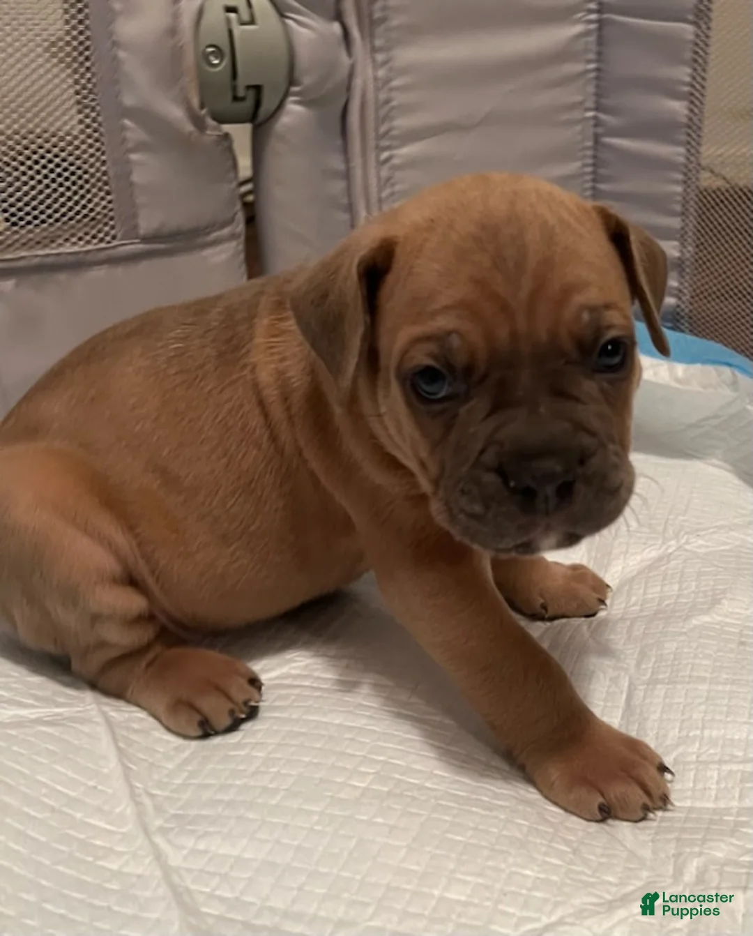 Cane Corso dogs for sale: Boy 2 - Ad 1