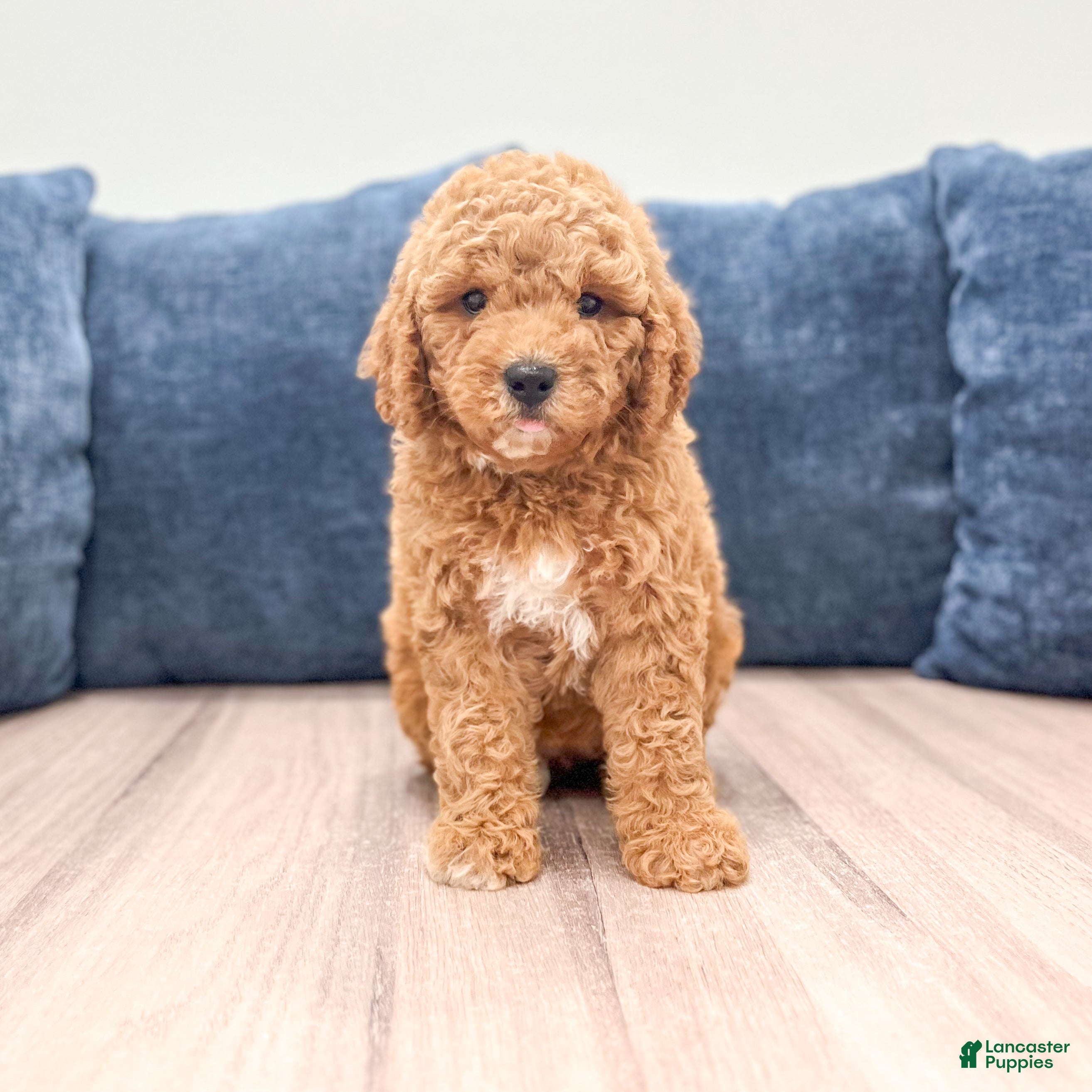 Miniature Labradoodle dogs for sale: Helena - Ad 1