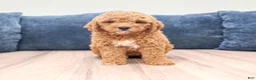 Miniature Labradoodle dogs for sale: Helena - Ad 1