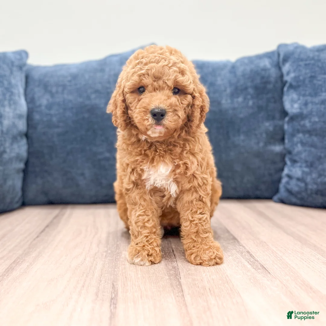 Miniature Labradoodle dogs for sale: Helena - Ad 1