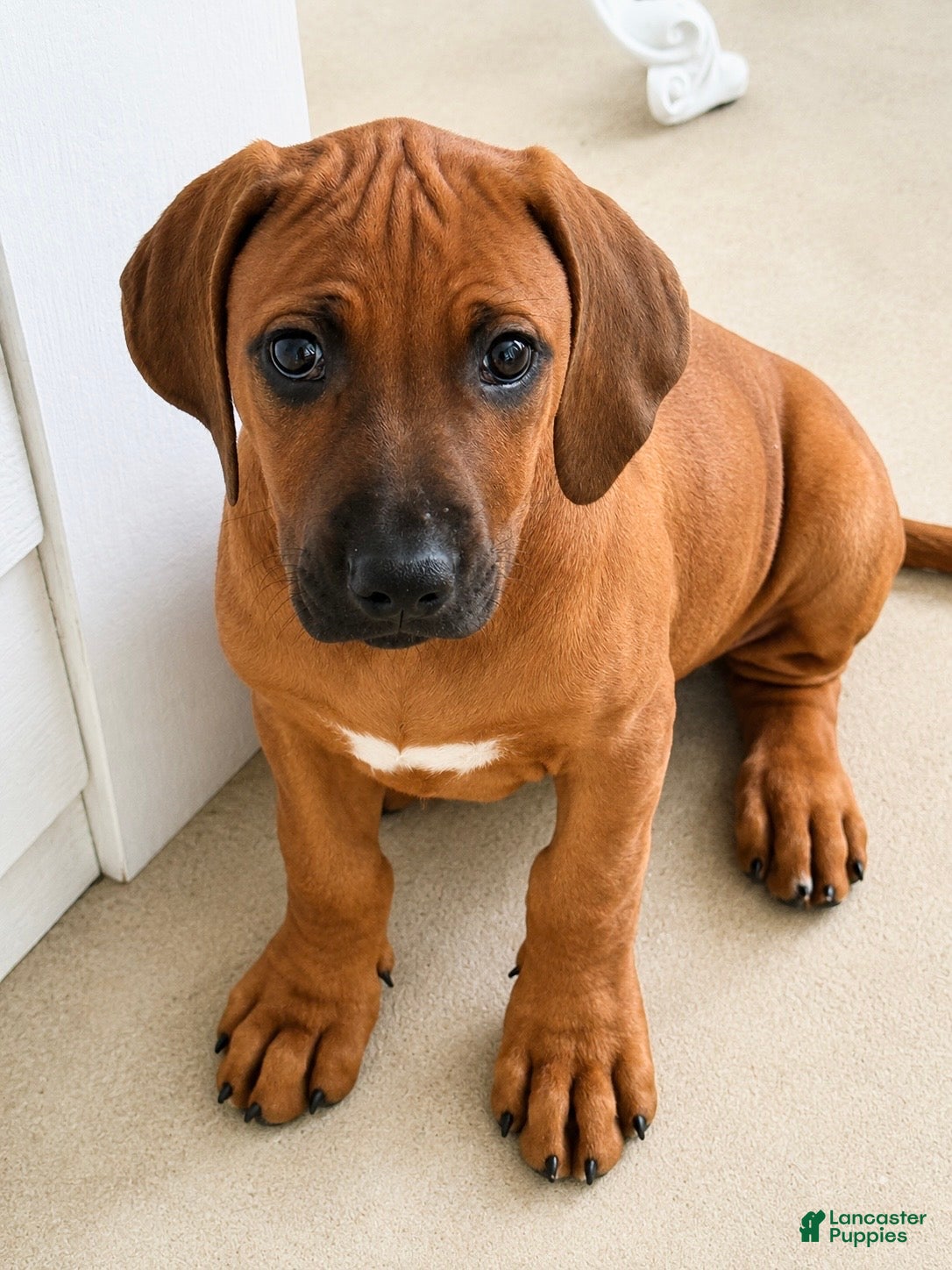 Rhodesian Ridgeback dogs Rhodesian Ridgeback -Baby Pink  - Ad 2