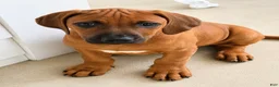 Rhodesian Ridgeback dogs for sale: Rhodesian Ridgeback -Baby Pink  - Ad 2