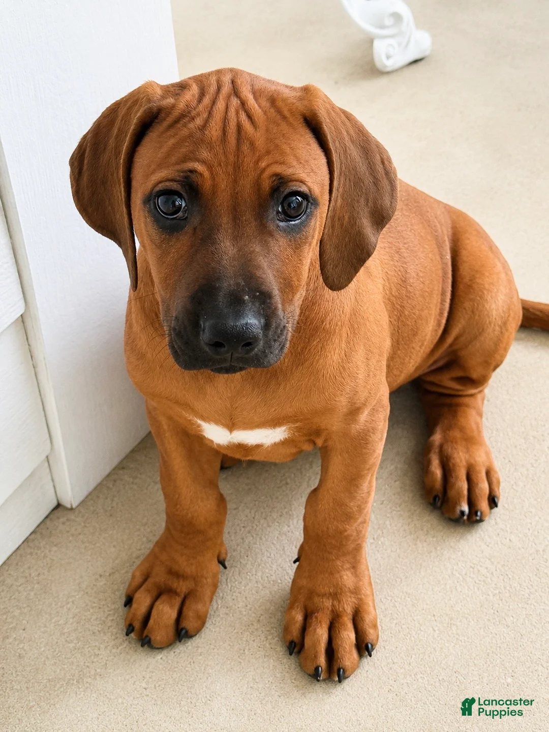 Rhodesian Ridgeback dogs for sale: Rhodesian Ridgeback -Baby Pink  - Ad 2