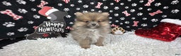 Pomeranian dogs for sale: Pomeranian Puppy 1 - Ad 3