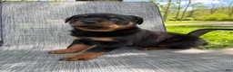 Rottweiler dogs for sale: Fritz - Ad 3