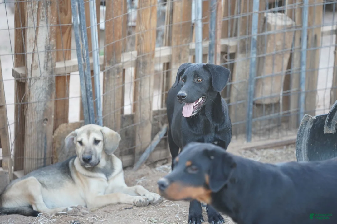 Mixed Breed dogs for sale: Jet Tiscar Farm Dog - Ad 43