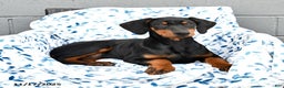 Doberman Pinscher dogs for sale: Flora   - Ad 3