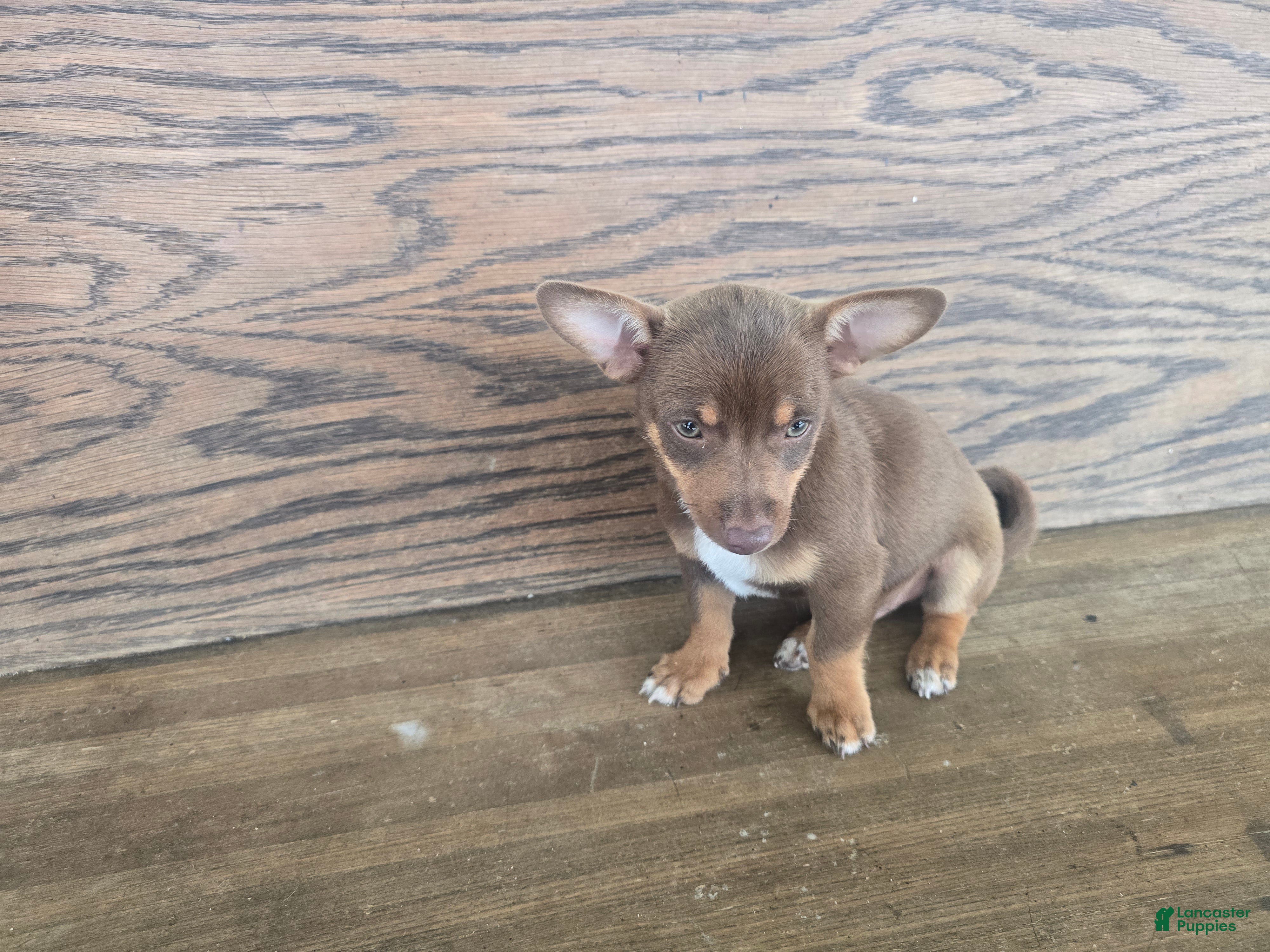 Chihuahua dogs Tyler - Ad 2