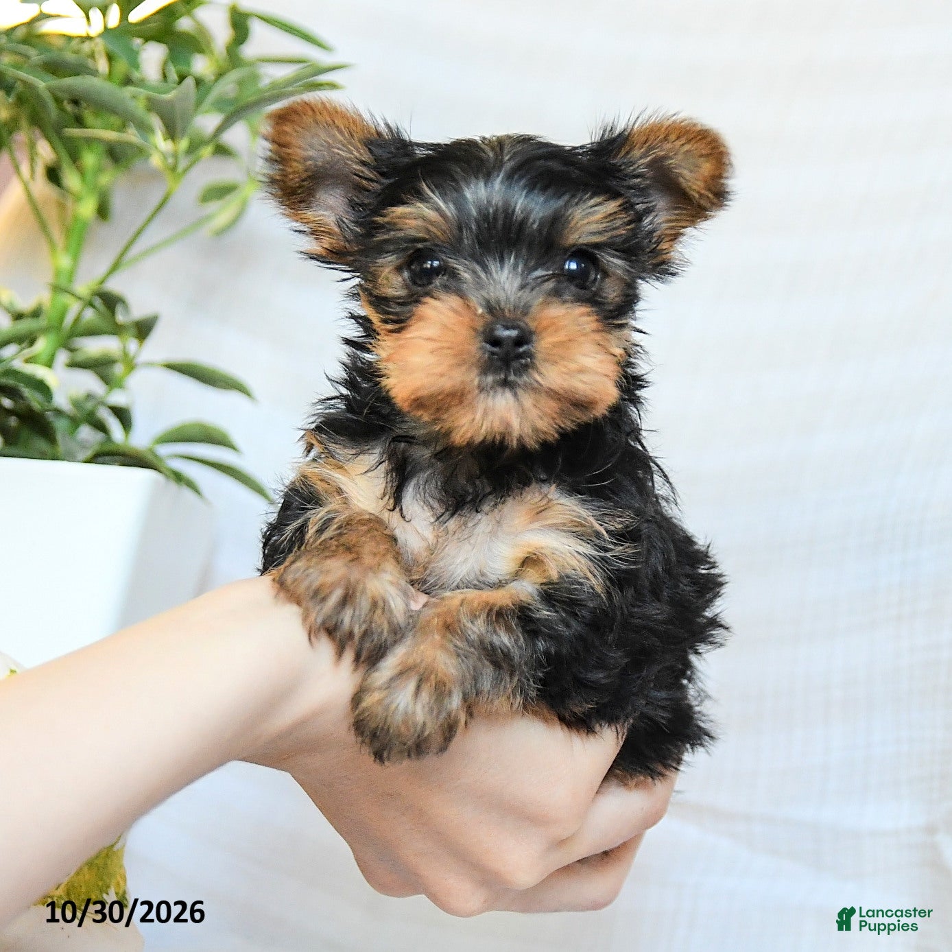 Yorkshire Terrier dogs for sale: Pixie - Ad 1