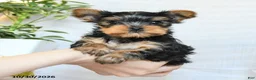 Yorkshire Terrier dogs for sale: Pixie - Ad 1