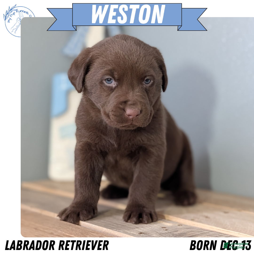 Labrador Retriever dogs Weston - Ad 10
