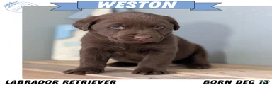 Weston