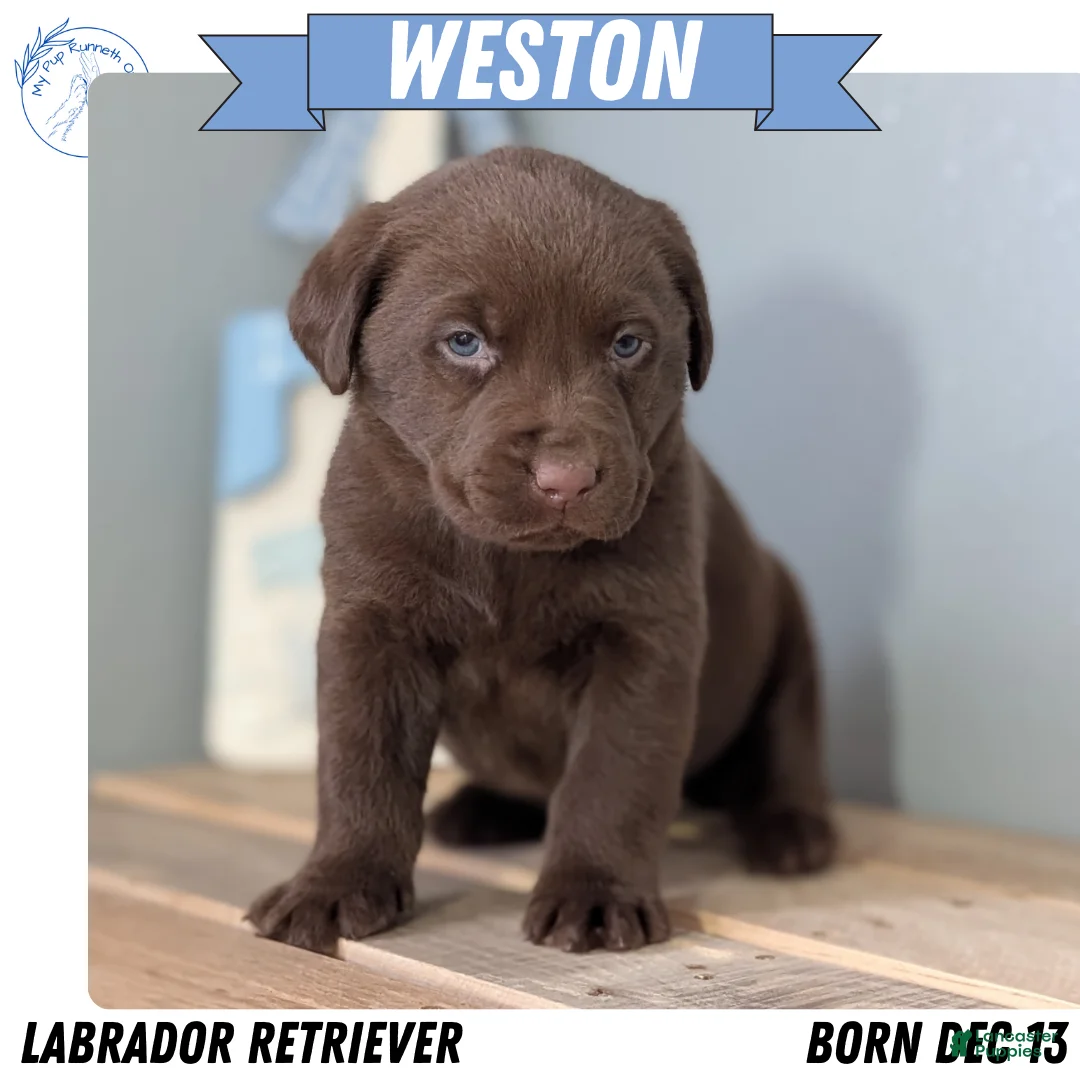 Labrador Retriever dogs for sale: Weston - Ad 1