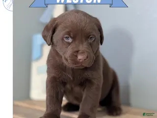 Labrador Retriever dogs Weston - Ad 10