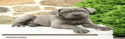 Cane Corso dogs for sale: Cora  - Ad 5