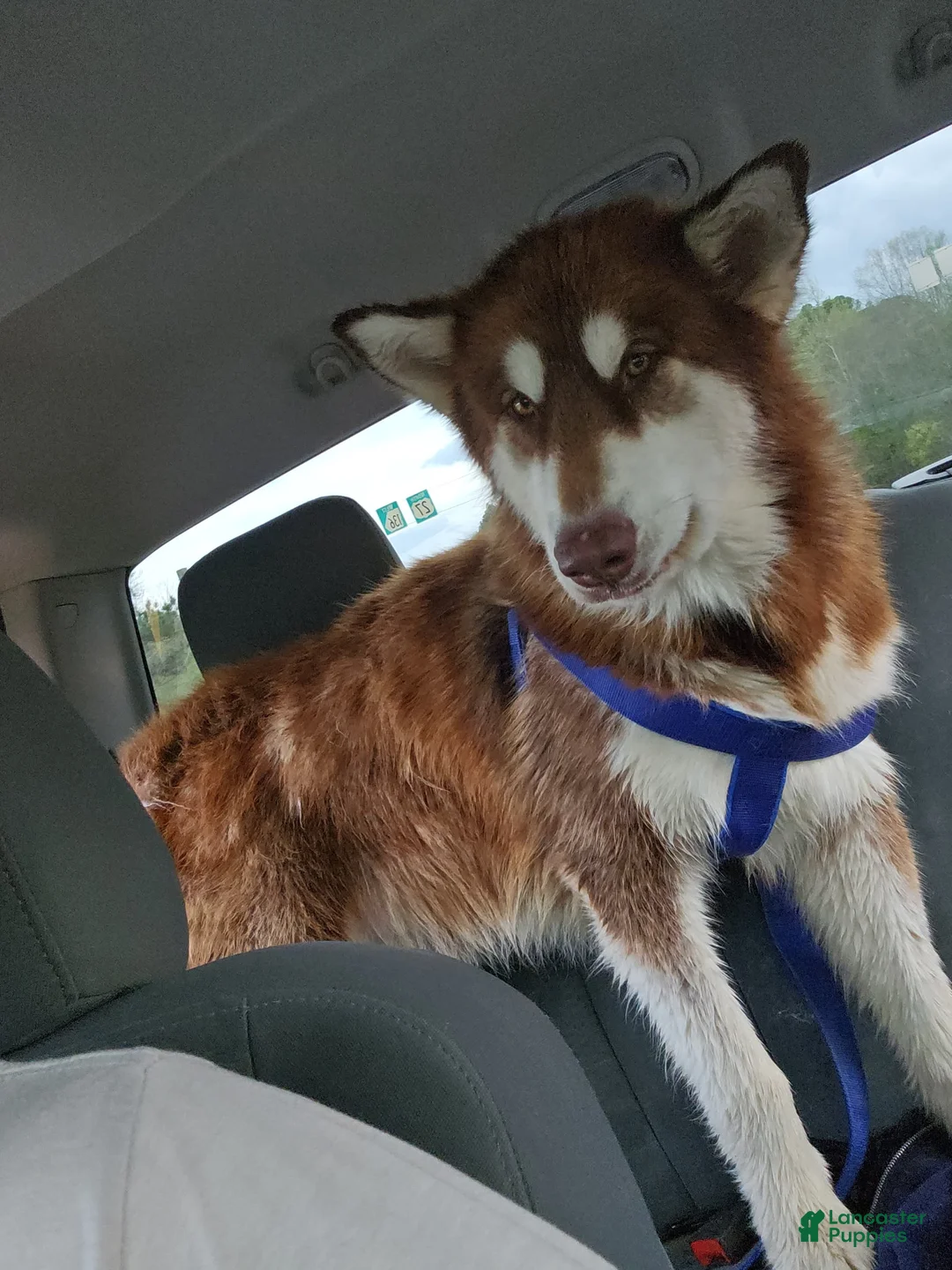 Alaskan Malamute dogs for sale: Maude - Ad 8