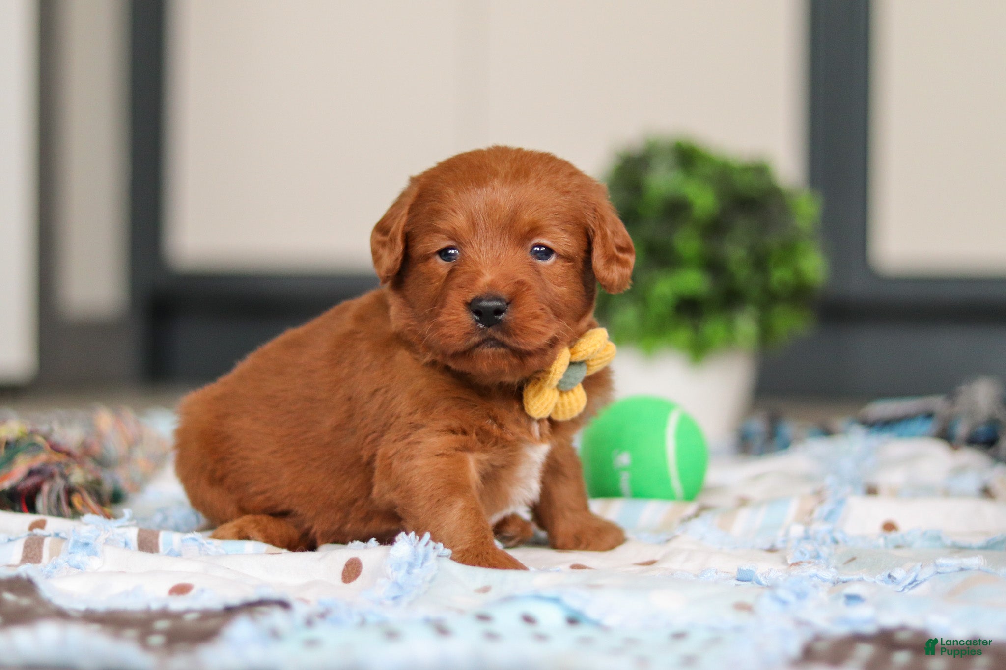 Labradoodle dogs Spencer - Ad 2