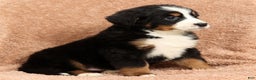 Bernese Mountain Dog dogs for sale: Zack - Ad 8