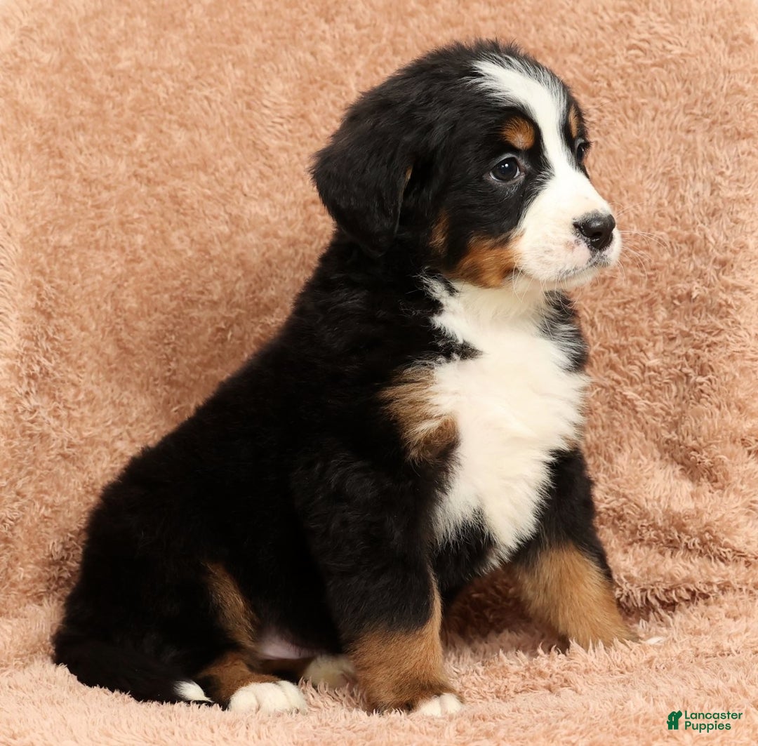 Bernese Mountain Dog dogs for sale: Zack - Ad 8