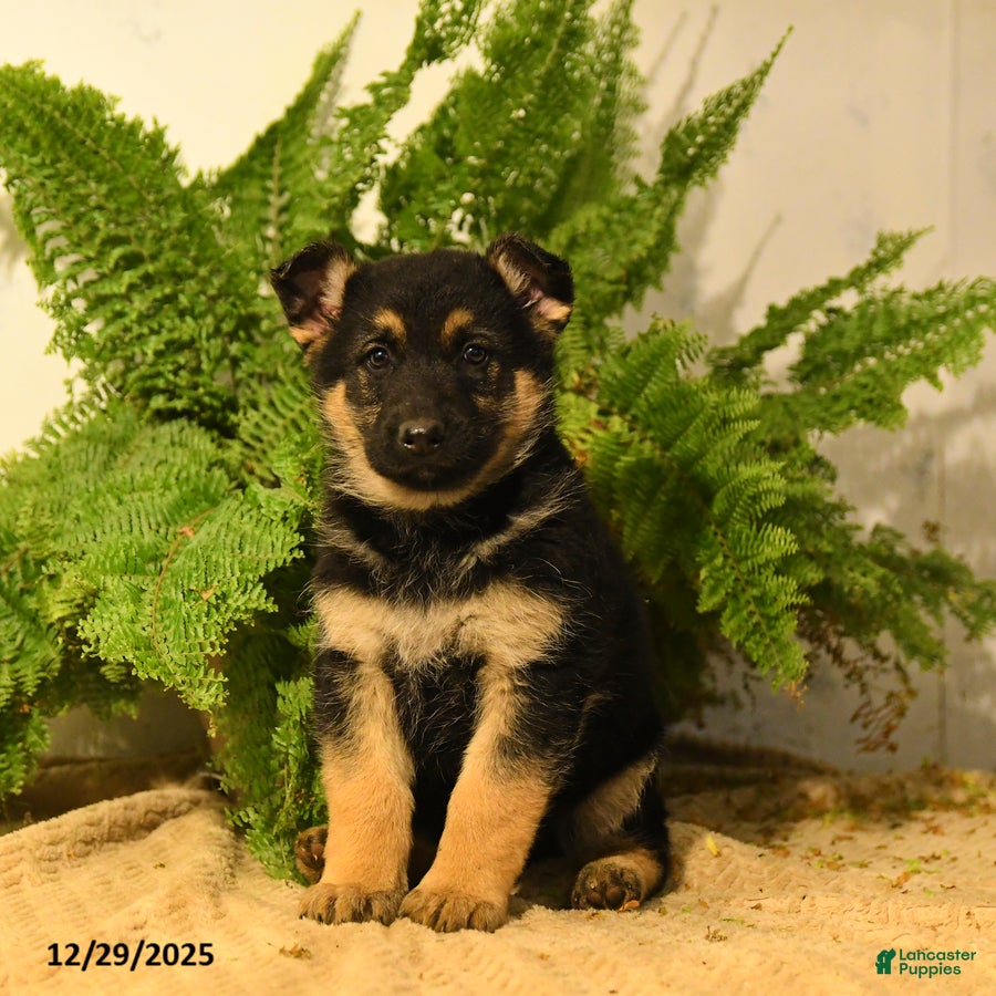 German Shepherd dogs Vicky - Ad 23