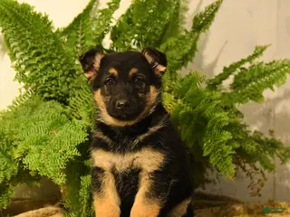 German Shepherd dogs Vicky - Ad 14