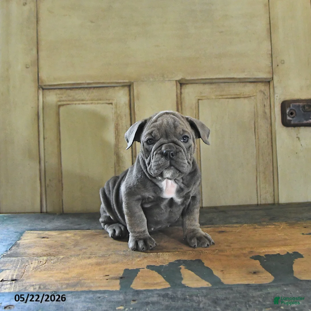 English Bulldog dogs for sale: Tilly - Ad 1