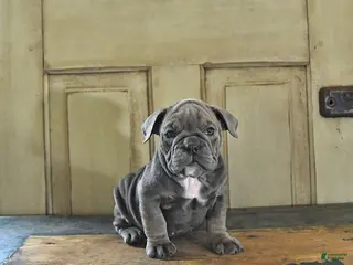 English Bulldog dogs for sale: Tilly - Ad 1