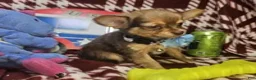 Chihuahua dogs for sale: Odiss (longcoat cocoa) - Ad 4