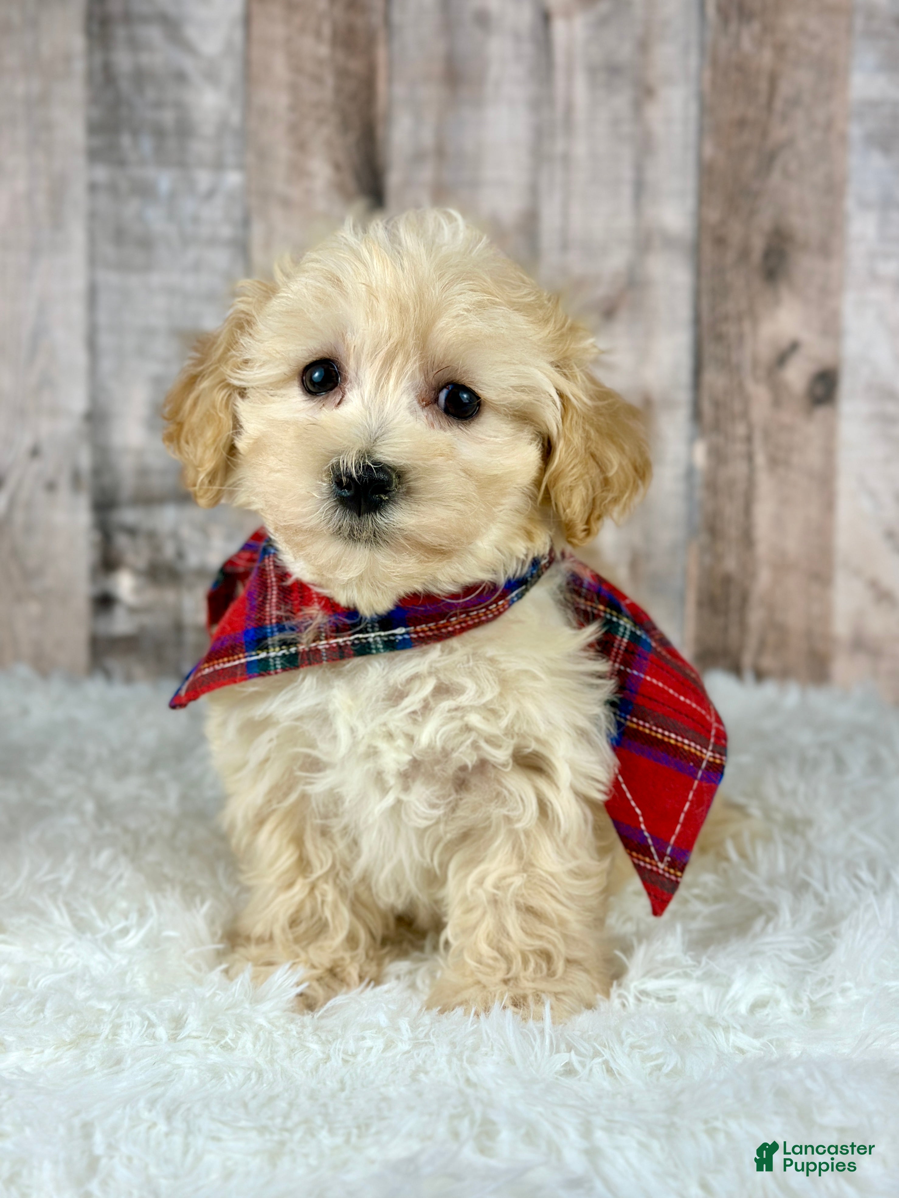Maltipoo dogs Boy Ace - 0004 - Ad 42
