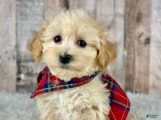 Maltipoo dogs Boy Ace - 0004 - Ad 42