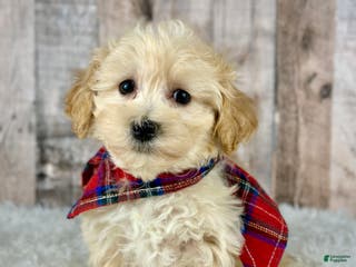 Maltipoo dogs Boy Ace - 0004 - Ad 37