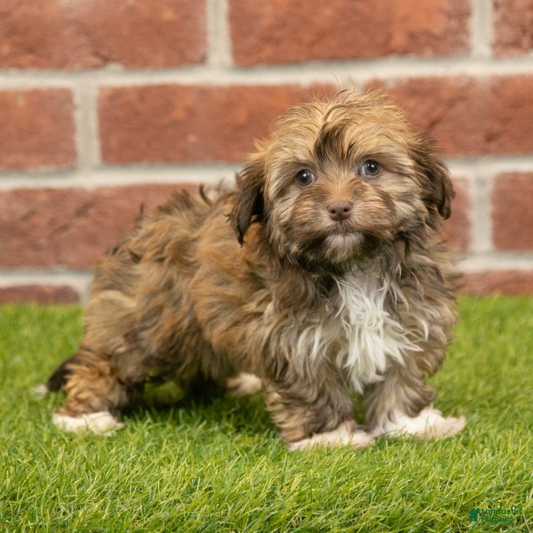 Havanese dogs for sale: Sabrina - Ad 1